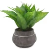 House Plant In Round Clay Pot -Garden Oasis 810416571