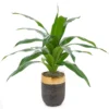 Houseplant In Rounded Pot -Garden Oasis 810457920