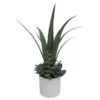 Agave Succulents In White Ceramic Pot -Garden Oasis 810503206