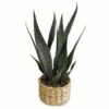 Snake Plant In Woven Grass Pot -Garden Oasis 810503232