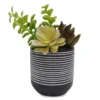 Succulent In Striped Cement Pot -Garden Oasis 810503245