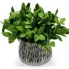 Laurel Plant In Black & White Ceramic Pot -Garden Oasis 810503255 1
