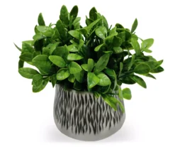 Laurel Plant In Black & White Ceramic Pot