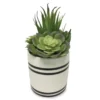 Mixed Succulents In Black & White Ceramic Pot -Garden Oasis 810503257
