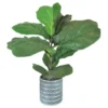 36" Fig Plant In Silver Cement Pot -Garden Oasis 810505297