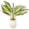 Zebra Plant In Ceramic Pot -Garden Oasis 810509522