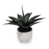 Succulent in White Footed Ceramic Pot -Garden Oasis 810534571 1