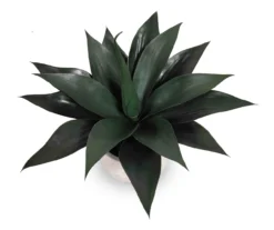 Succulent in White Footed Ceramic Pot -Garden Oasis 810534571 2