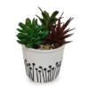 Succulent Arrangement in White & Black Ceramic Pot -Garden Oasis 810534578 1