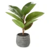 Rubber Plant In Carved Cement Pot -Garden Oasis 810538792