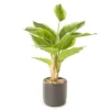 15" Greenery In Black Ceramic Pot -Garden Oasis 810545794