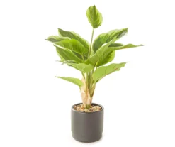 15" Greenery In Black Ceramic Pot