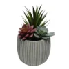 Succulents In Carved Line Cement Pot -Garden Oasis 810545807