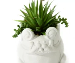 Succulent In White Cement Frog Pot -Garden Oasis 810548745 1