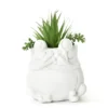 Succulent In White Cement Frog Pot -Garden Oasis 810548745