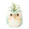 Succulent In Blue Owl Ceramic Pot -Garden Oasis 810548751