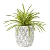 Grass In Arch Pattern Pot -Garden Oasis 810553579