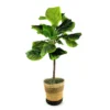 3' Fig Tree In Tri-Color Basket -Garden Oasis 810571564