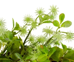 18" Jujube Floral & Leaf Wreath -Garden Oasis 810574650 3