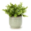 Artificial Greenery In Green Ribbed Ceramic Pot -Garden Oasis 810587244 A0 1