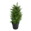 Northlight 2' Cedar Pine Arborvitae Tree In Plastic Pot -Garden Oasis 810616797 A0 1